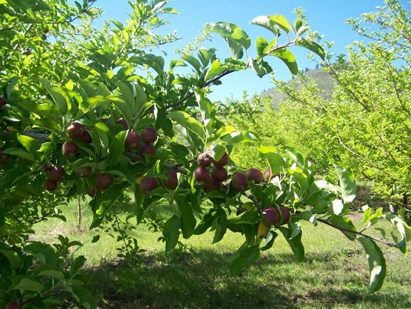 Agape Organics Apples